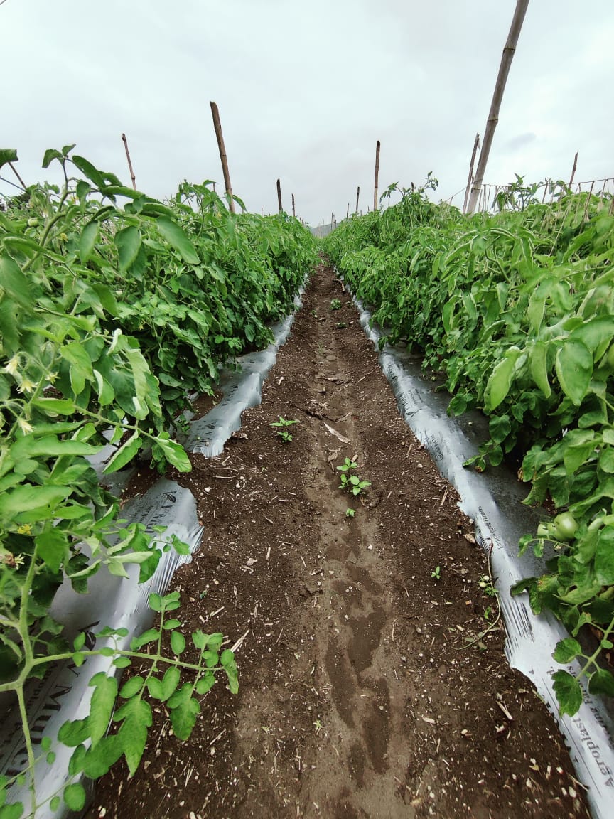 Mulching Film Products